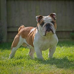 Margaret Green Animal Rescue | Dogs in Dorset & Devon