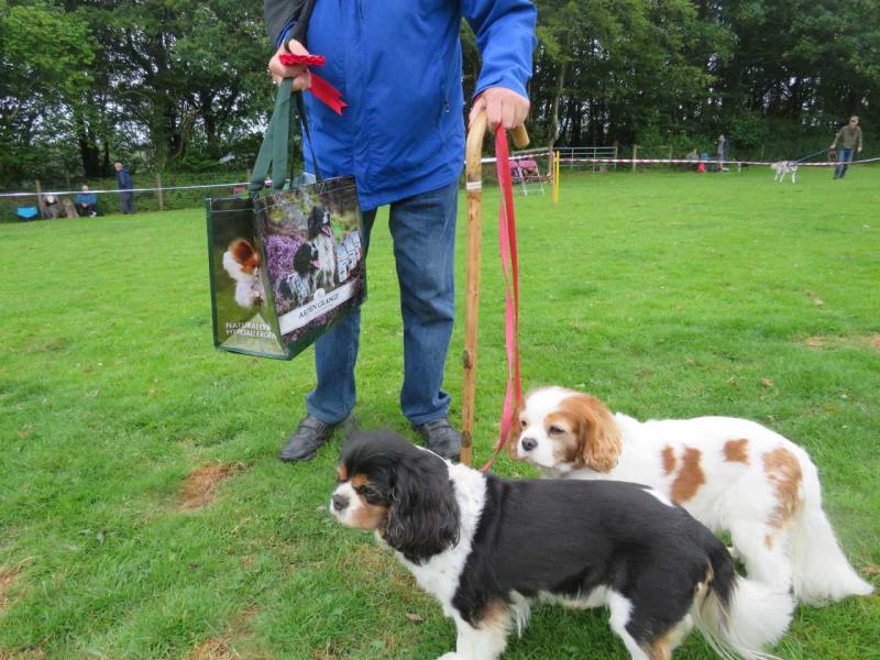 Best brace Tilly becky