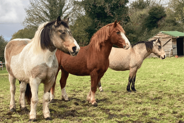 Chelsea, Brandy & Tiger Lily's Story