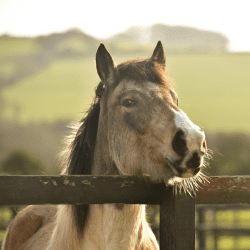 Chelsea, Brandy & Tiger Lily's Story