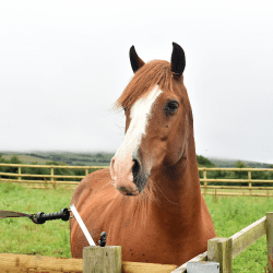 Chelsea, Brandy & Tiger Lily's Story