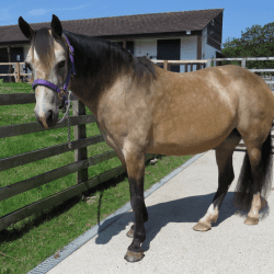 Chelsea, Brandy & Tiger Lily's Story