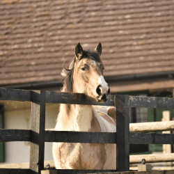 Chelsea, Brandy & Tiger Lily's Story