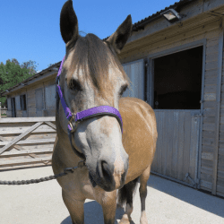 Chelsea, Brandy & Tiger Lily's Story