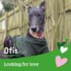 Looking For Love...