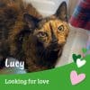 Looking For Love...