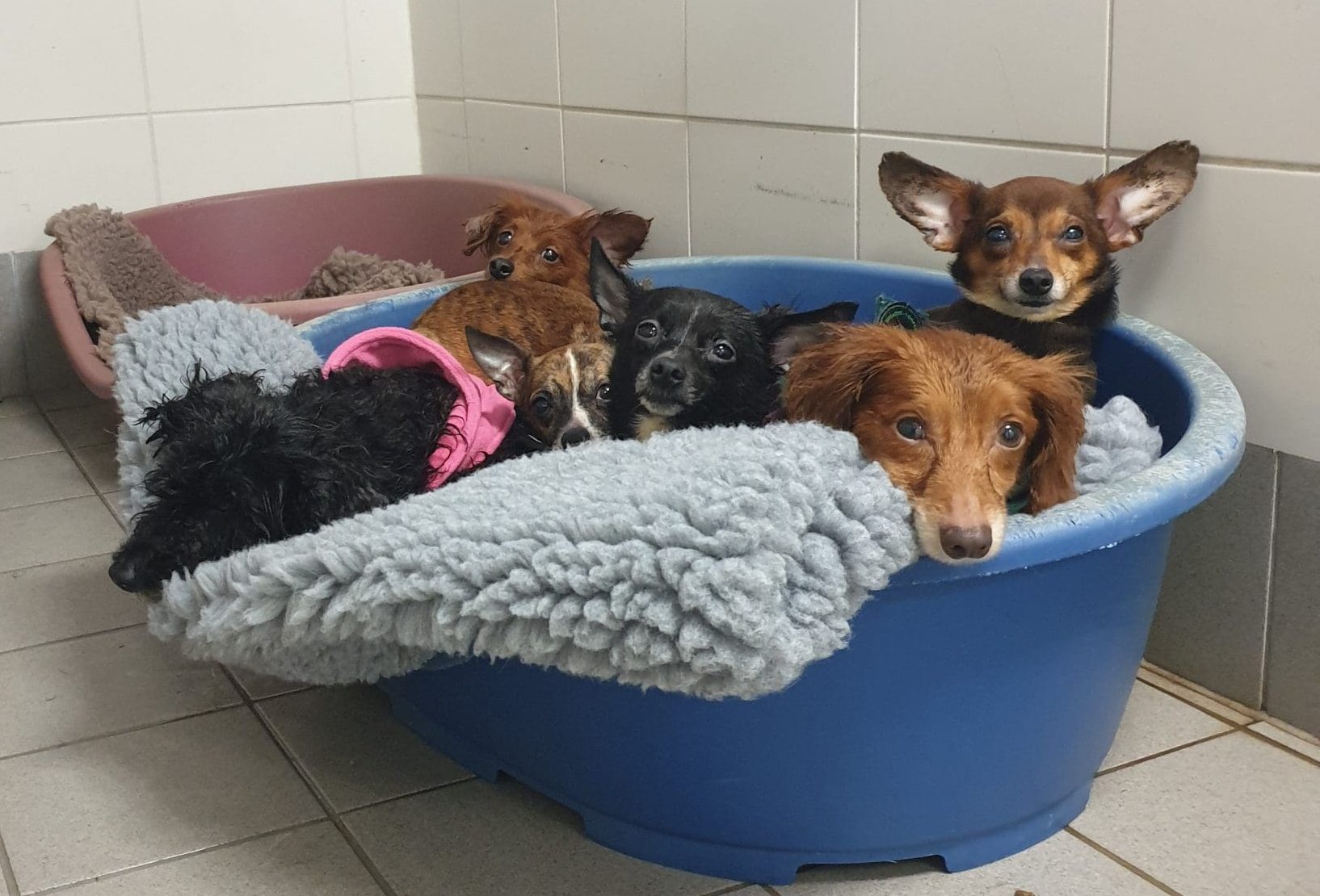 Rescue Mission A group of small dogs are sat in a bed together, with some looking at the camera