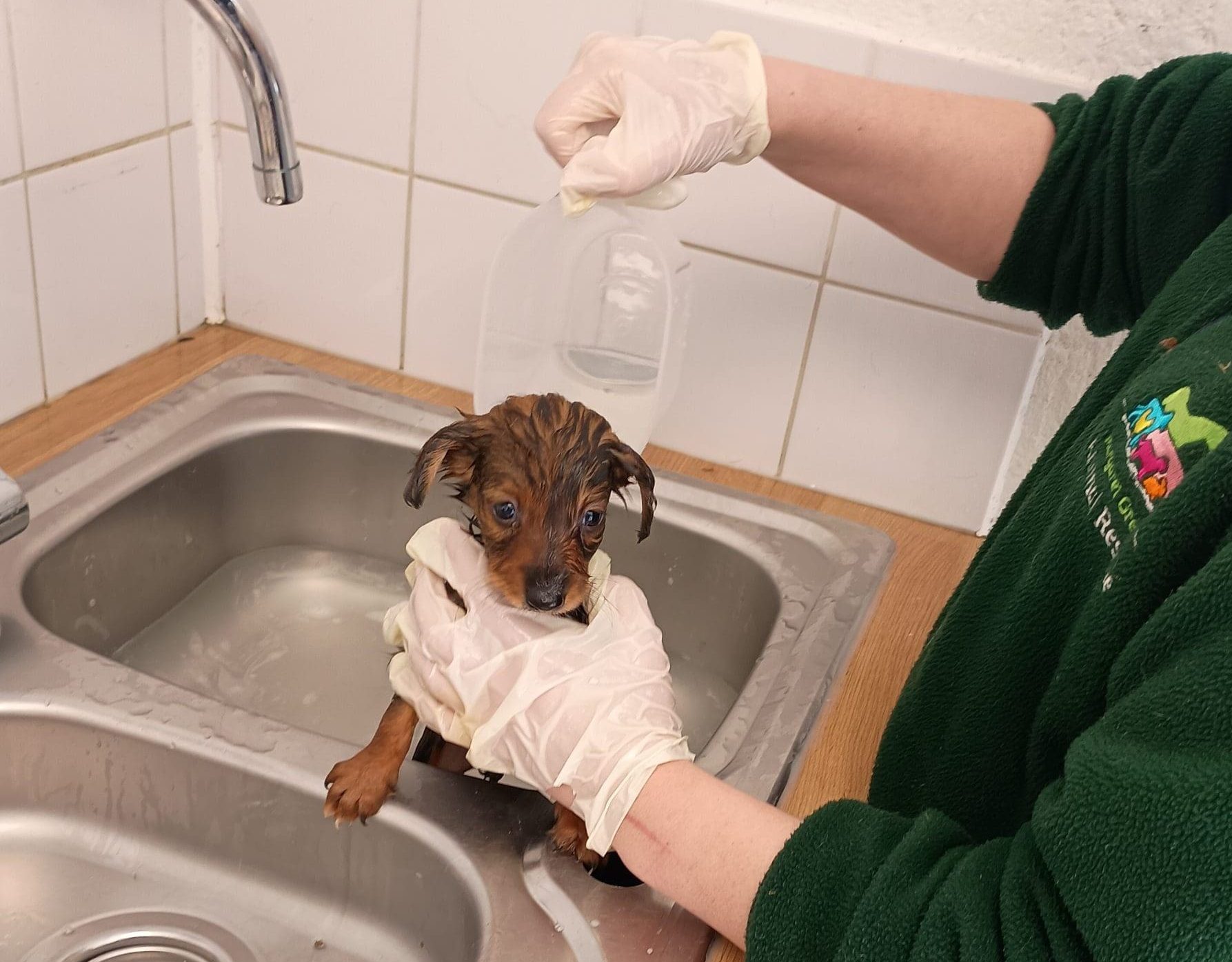 Rescue Mission A very young brown and black puppy is being bathed in a sink with a jug of water