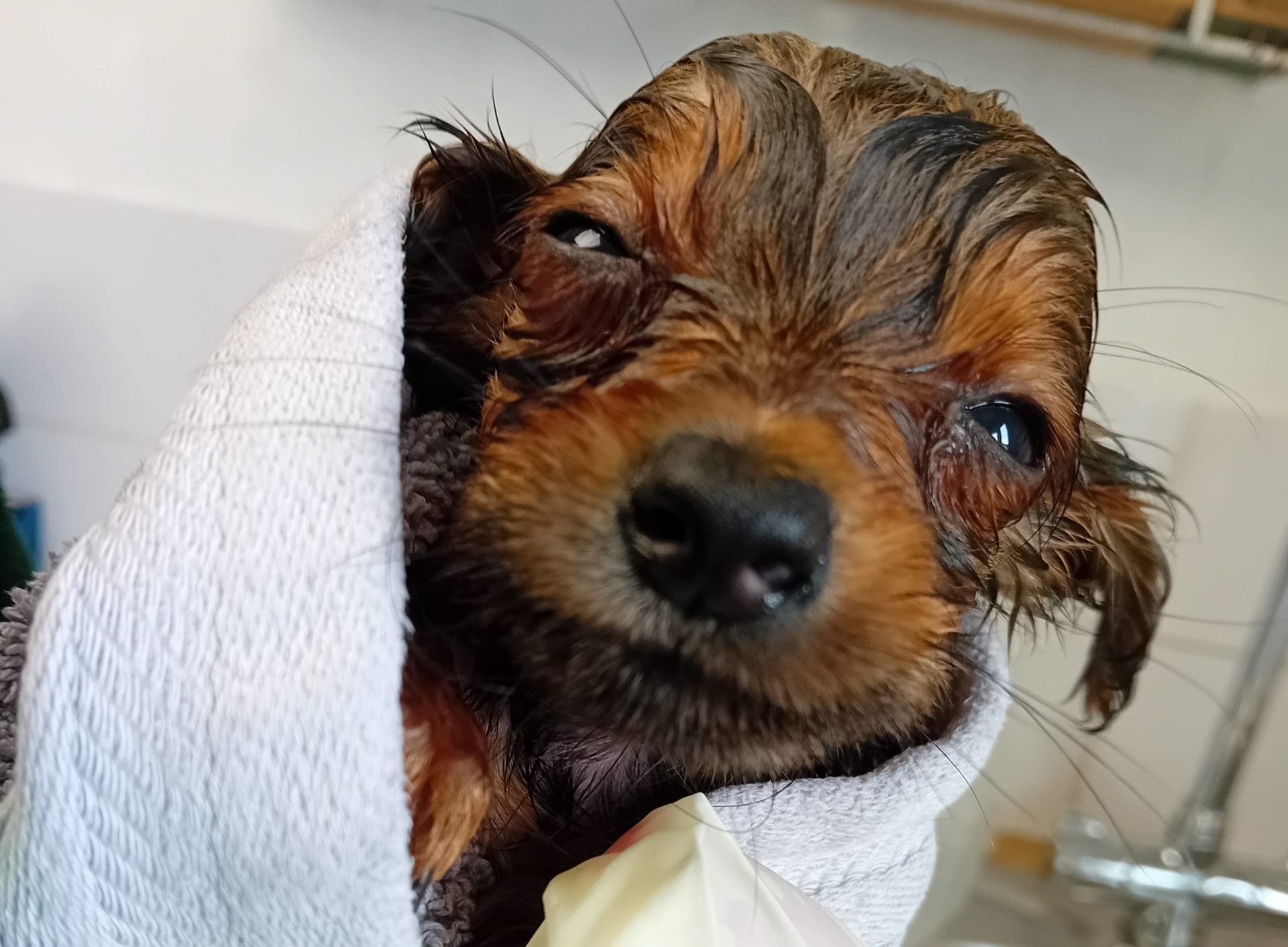 Rescue Mission A brown and black puppy is wrapped in a towel with wet fur, after having a bath