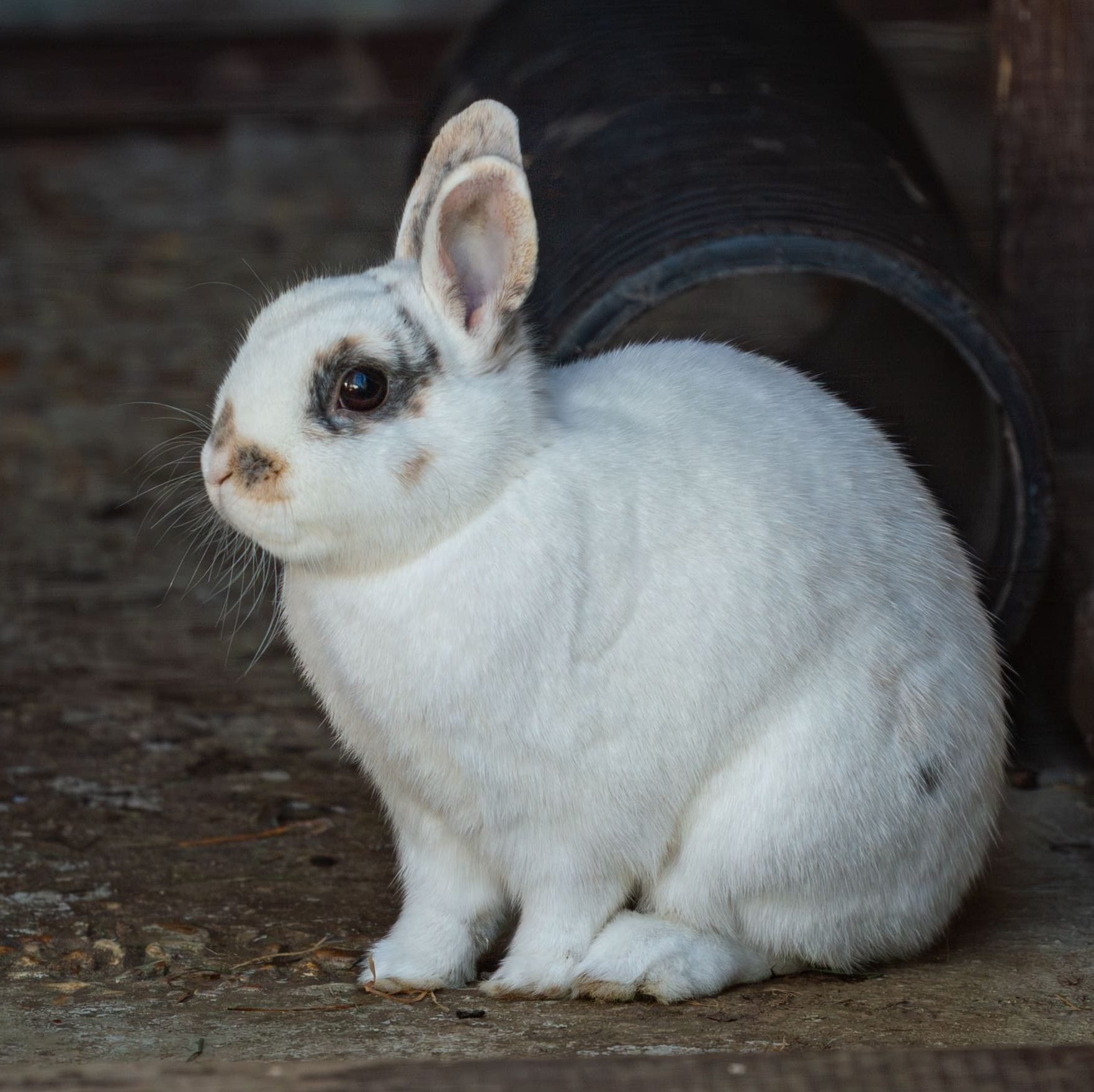 Contact Us A white rabbit, sitting side on